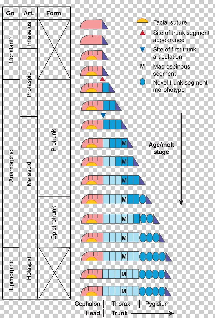 Stratigraphic Column Geology Education Stratigraphy Earth Science PNG, Clipart, Angle, Area, Diagram, Earth, Earth Science Free PNG Download