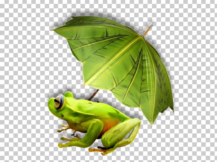 Tree Frog PNG, Clipart, 1 May, Amphibian, Animals, Bird, Blog Free PNG Download