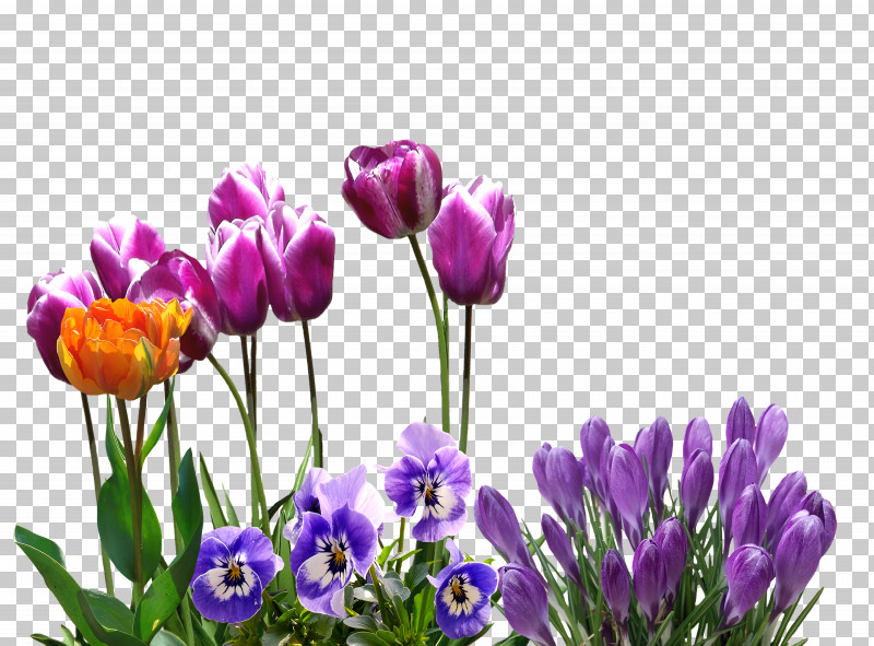 Spring Flower Spring Floral Flowers PNG, Clipart, Crocus, Cut Flowers, Flower, Flowers, Grass Free PNG Download