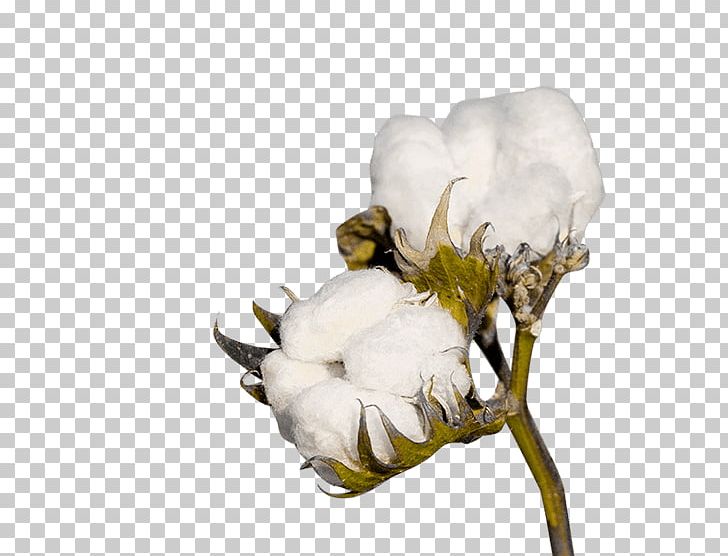 Cotton Crop Industry Textile Agriculture PNG, Clipart, Agriculture, Cotton, Cottonseed, Cottonseed Oil, Crop Free PNG Download