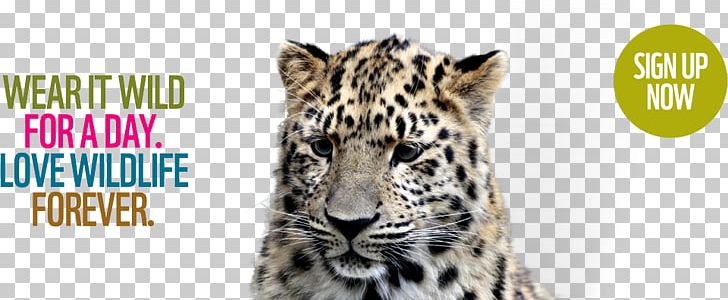 Leopard Tiger Clothing Donation Fur PNG, Clipart, Animal, Big Cats, Brand, Carnivoran, Cat Like Mammal Free PNG Download