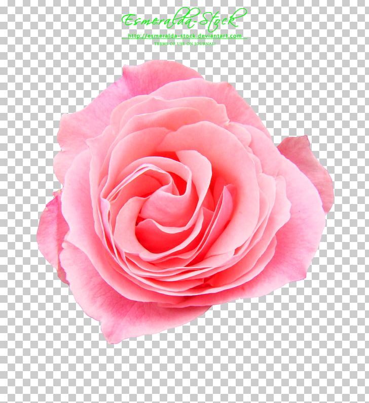 Rose Pink Flower Fashion PNG, Clipart, Artificial Flower, Boot, Closeup, Clothing, Crop Top Free PNG Download
