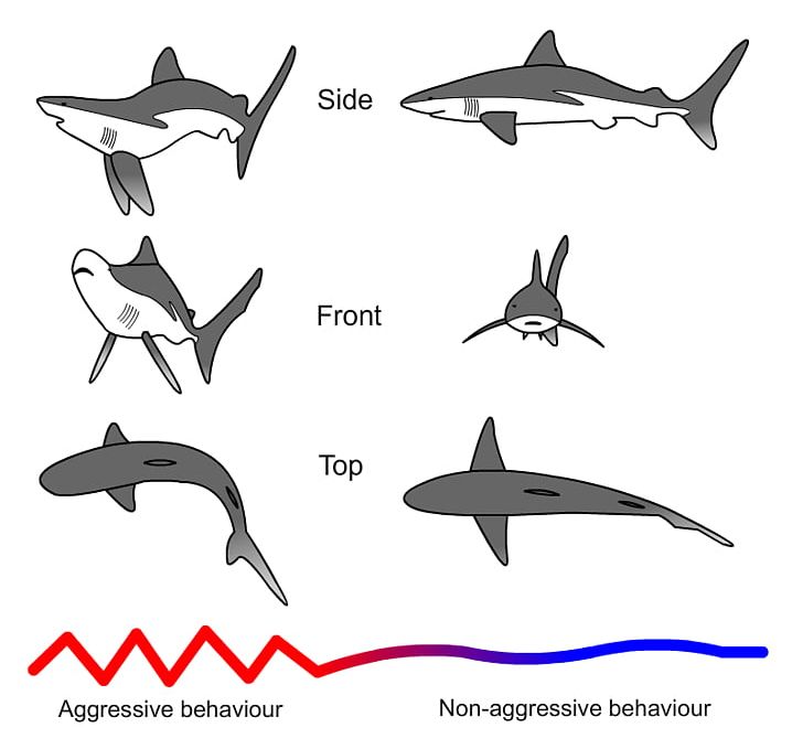 Shark Attack Carcharhinus Amblyrhynchos Aggression Shark Threat Display PNG, Clipart, Aggression, Animal Bite, Fauna, Killer Whale, Line Free PNG Download