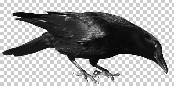 American Crow Common Raven PNG, Clipart, American, Beak, Bird, Black And White, Computer Icons Free PNG Download