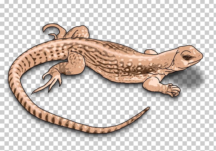 Komodo Dragon Lizard PNG, Clipart, Amphibian, Animals, Bearded Dragons, Clip Art, Computer Icons Free PNG Download