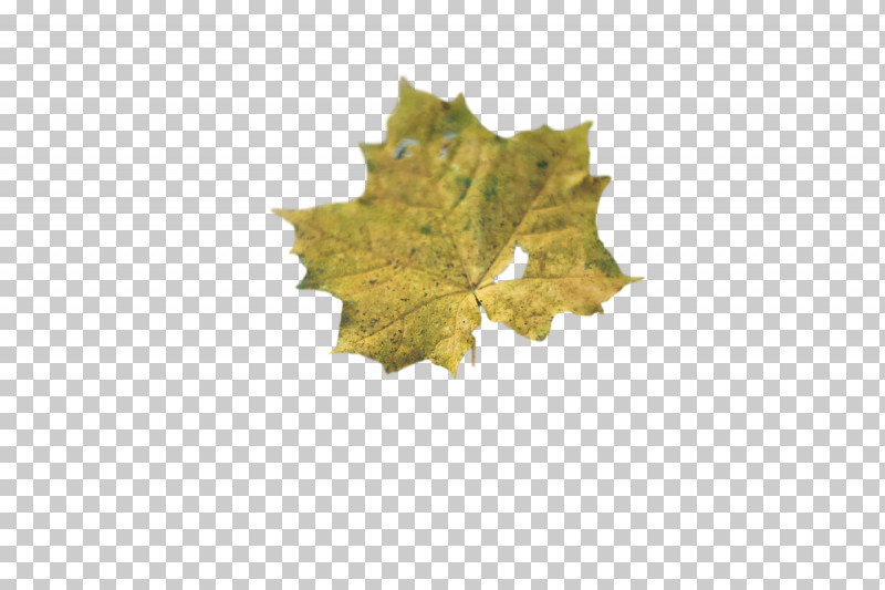Leaf Maple Leaf / M M-tree Tree Biology PNG, Clipart, Biology, Leaf, Maple Leaf M, Mtree, Plants Free PNG Download