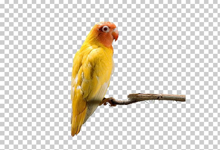 Budgerigar Parrot Lovebird PNG, Clipart, Animals, Beak, Bird, Branch, Budgerigar Free PNG Download