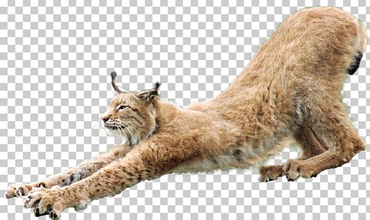 Eurasian Lynx Wildcat PNG, Clipart, Animal, Big Cats, Canada Lynx, Carnivoran, Cat Like Mammal Free PNG Download