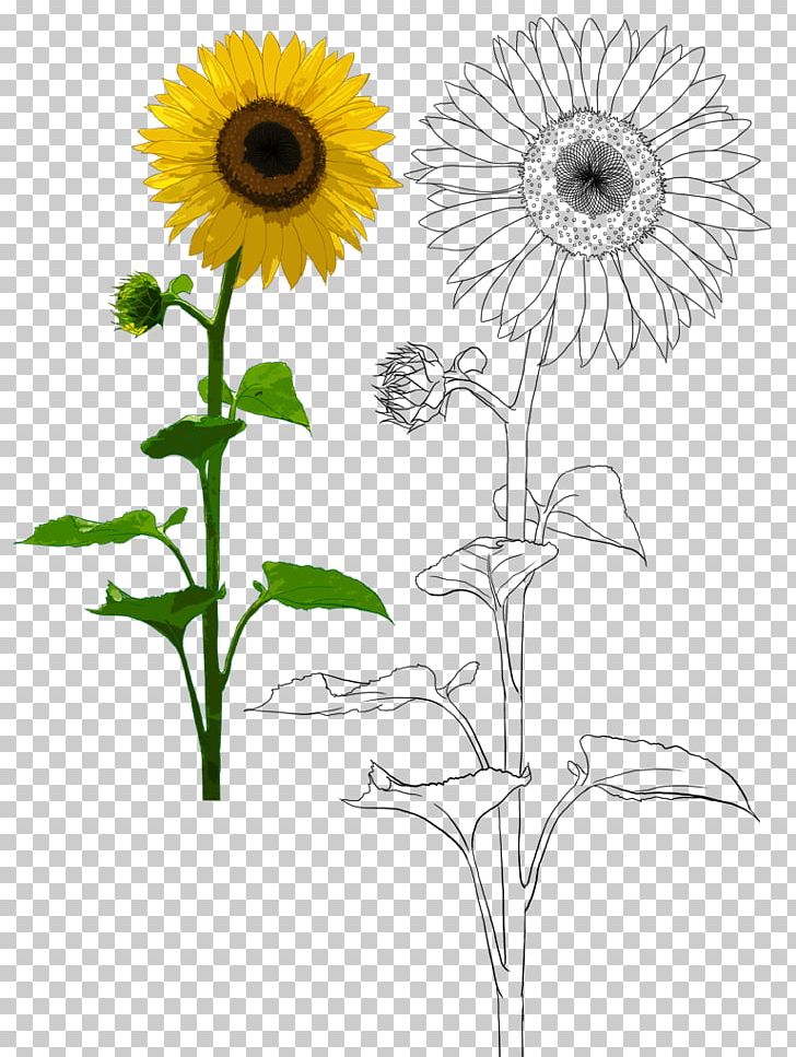 Common Sunflower Plant Sunflower Oil PNG, Clipart, Cut Flowers, Daisy, Daisy Family, Euclidean Vector, Flower Free PNG Download