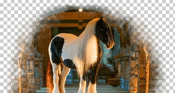 Mane Mustang Stallion Bridle Mare PNG, Clipart,  Free PNG Download