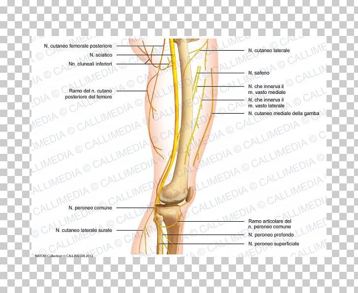 Thumb Common Peroneal Nerve Knee Femoral Nerve PNG, Clipart, Abdomen, Anatomy, Angle, Arm, Blood Vessel Free PNG Download