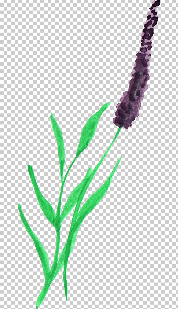 Watercolor Painting Lavender Plant PNG, Clipart, Aquarium Decor, Download, Flower, Flowering Plant, Grass Free PNG Download
