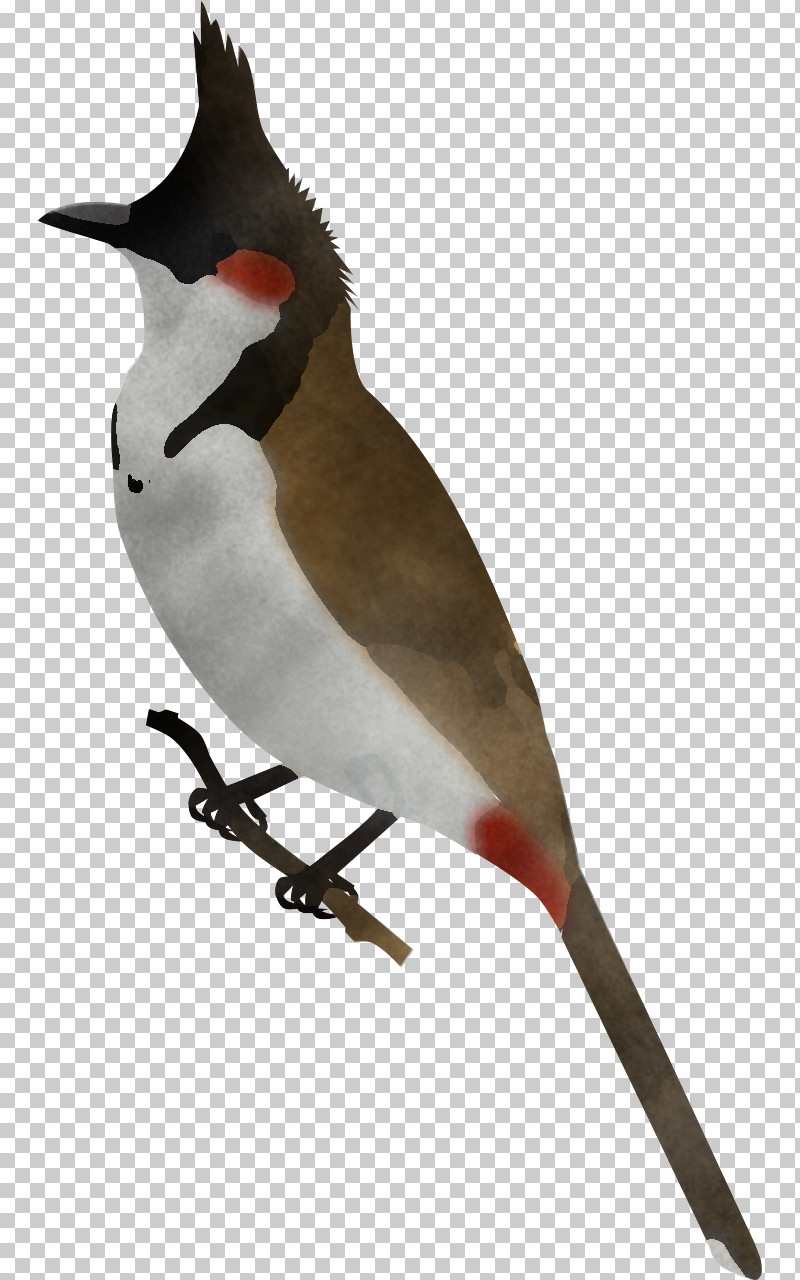Bird Beak Waxwing Finch Perching Bird PNG, Clipart, Beak, Bird, Bulbul, Cedar Waxwing, Finch Free PNG Download