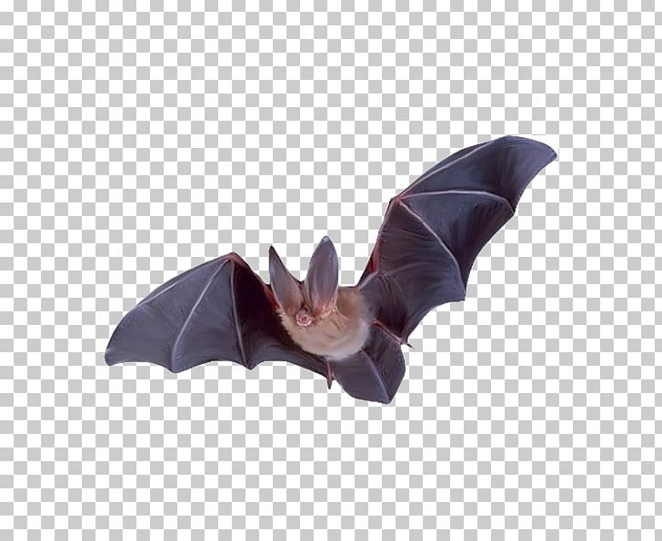 Batman Flight Colugo PNG, Clipart, Animal, Animals, Atmosphere, Bat, Batman Free PNG Download