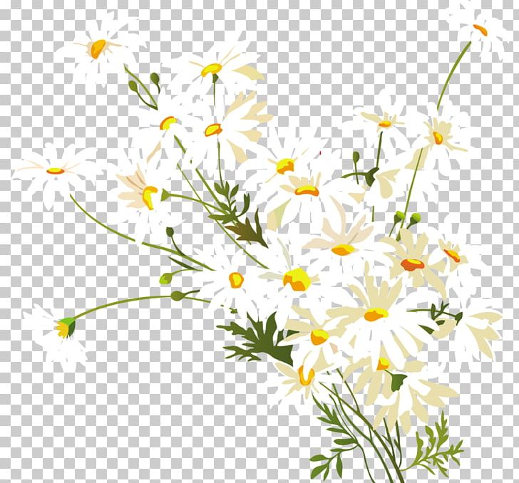 Chamomile Common Daisy Oxeye Daisy PNG, Clipart, Branch, Camomile, Chamaemelum Nobile, Cut Flowers, Daisy Free PNG Download