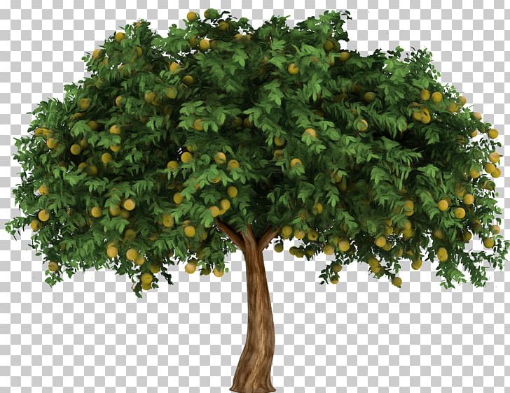 Fig Trees Branch Cactus Et Succulentes Plant PNG, Clipart, Branch, Celtis Australis, Fig Trees, Fruit Tree, Garden Free PNG Download