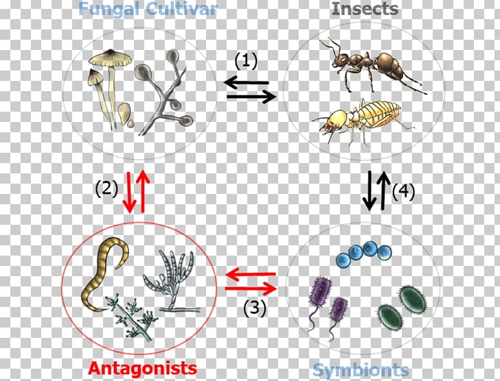 Insect Symbiosis Insect-Plant Interactions Microorganism PNG, Clipart, Animals, Aphid, Bacteria, Body Jewelry, Endosymbiont Free PNG Download