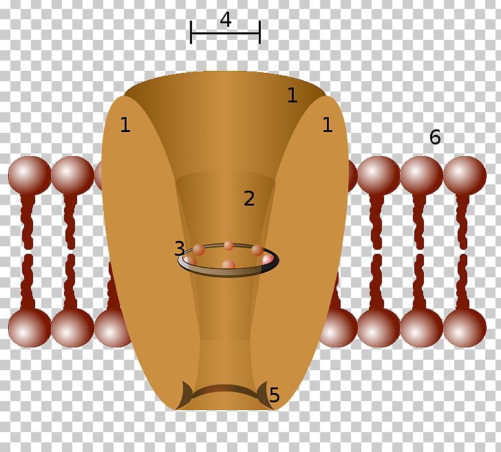 Ion Channel Cell Membrane Potassium Channel Biological Membrane PNG, Clipart, Angle, Biological Membrane, Biology, Cell, Cell Membrane Free PNG Download
