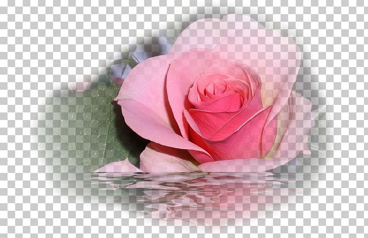 Rose Flower Floral Design PNG, Clipart, Blume, Cicek, Cicek Resimleri, Closeup, Computer Wallpaper Free PNG Download