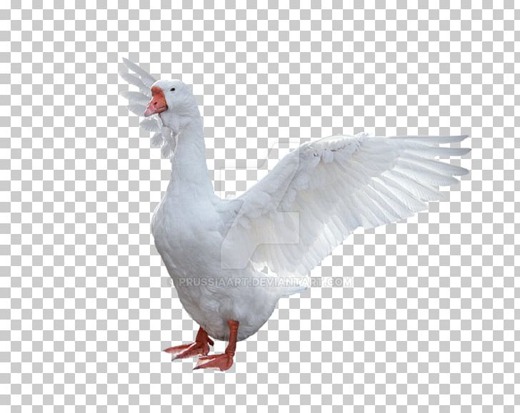 Emden Goose Domestic Goose Bird PNG, Clipart, Animals, Beak, Bird, Canada Goose, Domestic Goose Free PNG Download