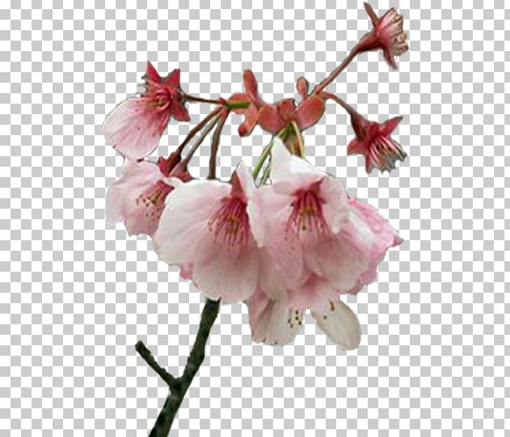 Flower Spring Cherry Blossom Plant Stem Bud PNG, Clipart, Blossom, Branch, Bud, Cherry Blossom, Flower Free PNG Download