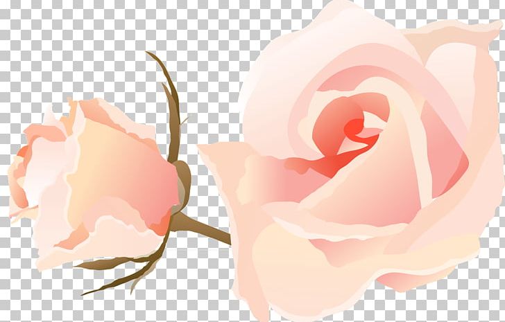 Garden Roses Cabbage Rose Microsoft PowerPoint Ppt PNG, Clipart, Beauty, Closeup, Color, Computer, Computer Wallpaper Free PNG Download
