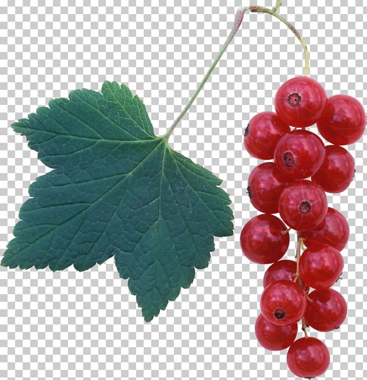 Redcurrant Frutti Di Bosco Blackcurrant Raspberry PNG, Clipart, Blackcurrant, Currant, Encapsulated Postscript, Food, Fruit Free PNG Download