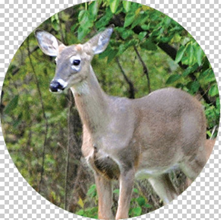 White-tailed Deer Tree Health Garden PNG, Clipart, Animal, Animals, Antler, Beneficial Insects, Deer Free PNG Download