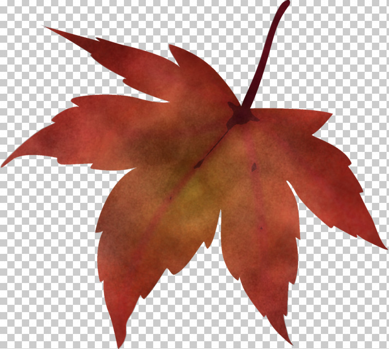 Maple Leaf Fallen Leaf Dead Leaf PNG, Clipart, Autumn Leaf, Dead Leaf, Deciduous, Fallen Leaf, Flower Free PNG Download