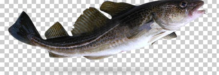 Atlantic Cod Fish Food Japanese Eel PNG, Clipart, Animal Figure, Atlantic Cod, Bass, Bony Fish, Burbot Free PNG Download