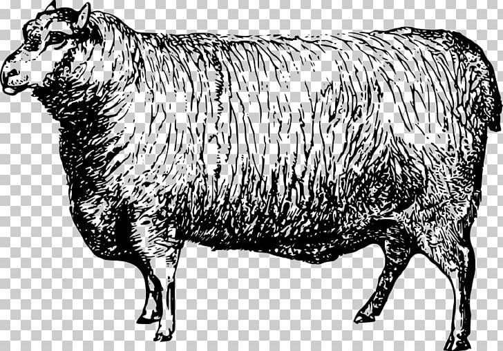 Cattle Goat Merino Livestock PNG, Clipart, Animals, Black And White, Caprinae, Cattle, Cattle Like Mammal Free PNG Download