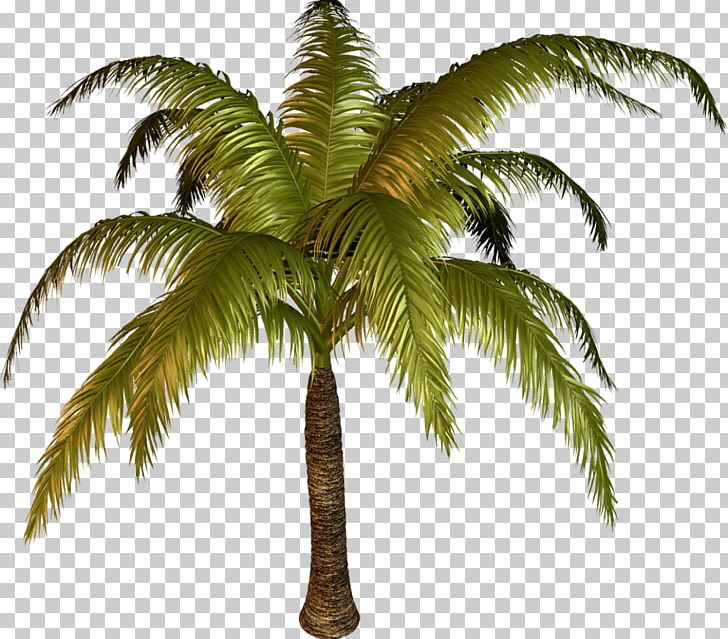 PhotoScape PNG, Clipart, Arecales, Attalea Speciosa, Coconut, Date Palm, Dia Free PNG Download
