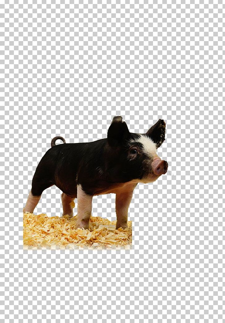 Pig Dog Breed Snout PNG, Clipart, Animals, Berkshires, Breed, Dog, Dog Breed Free PNG Download