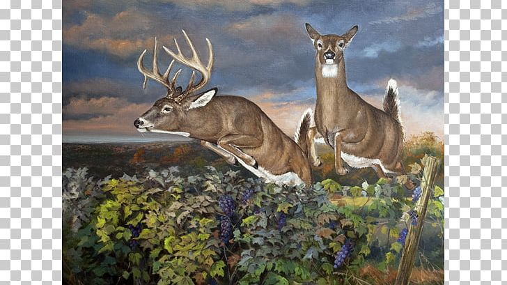 Elk White-tailed Deer Red Deer Reindeer PNG, Clipart, Animal, Antler, Art, Artist, Art Museum Free PNG Download