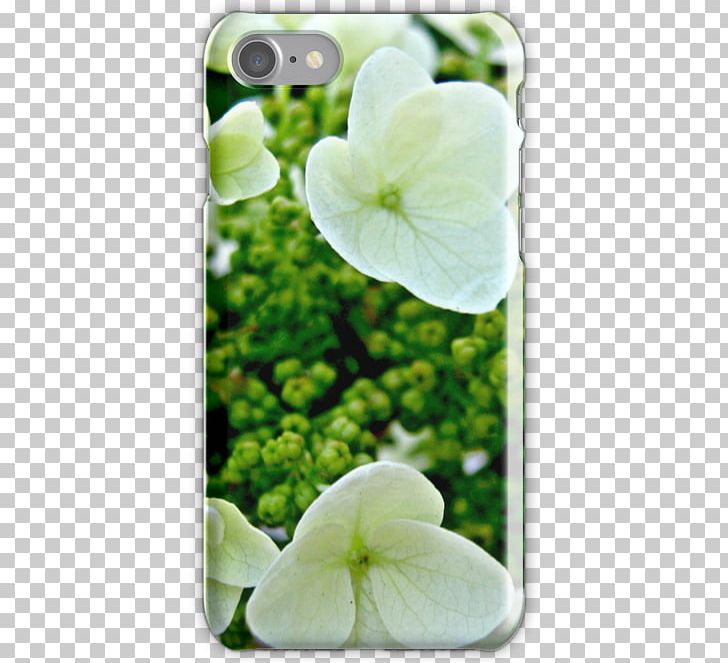 Hydrangea PNG, Clipart, Flower, Flowering Plant, Hydrangea, Oakleaf Hydrangea, Petal Free PNG Download