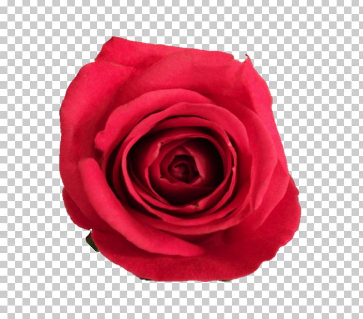 Garden Roses Cabbage Rose Floribunda Cut Flowers Petal PNG, Clipart, Burgundy, Cabbage Rose, Closeup, Cut Flowers, Floribunda Free PNG Download