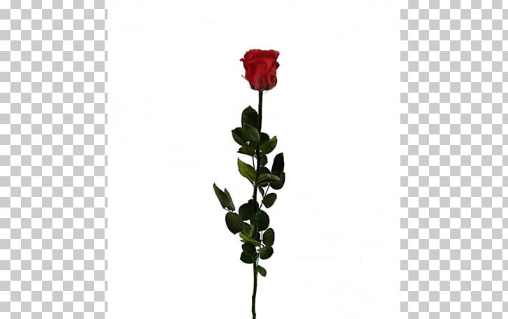 Garden Roses Champagne Flower Rosé PNG, Clipart, Black, Bud, Champagne, Cut Flowers, Flora Free PNG Download