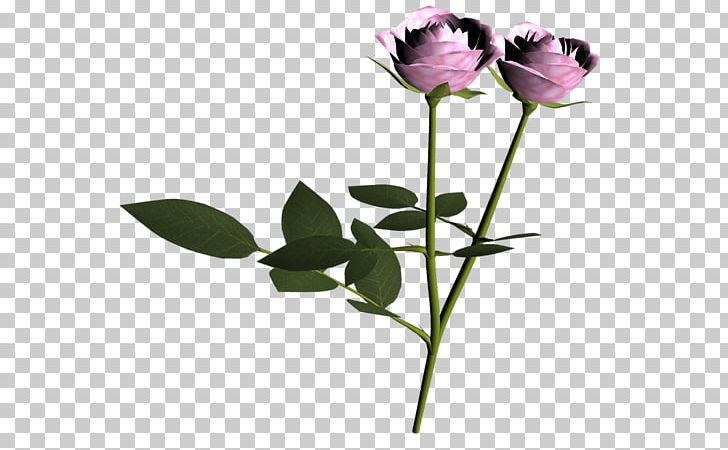 Garden Roses Cut Flowers Bud Plant Stem PNG, Clipart, Bud, Cut Flowers, Flora, Flower, Flowering Plant Free PNG Download