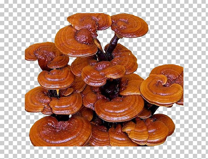 Lingzhi Mushroom Fungus Health Dietary Supplement PNG, Clipart, Chaga Mushroom, Dietary Supplement, Dxn, Edible Mushroom, Food Free PNG Download