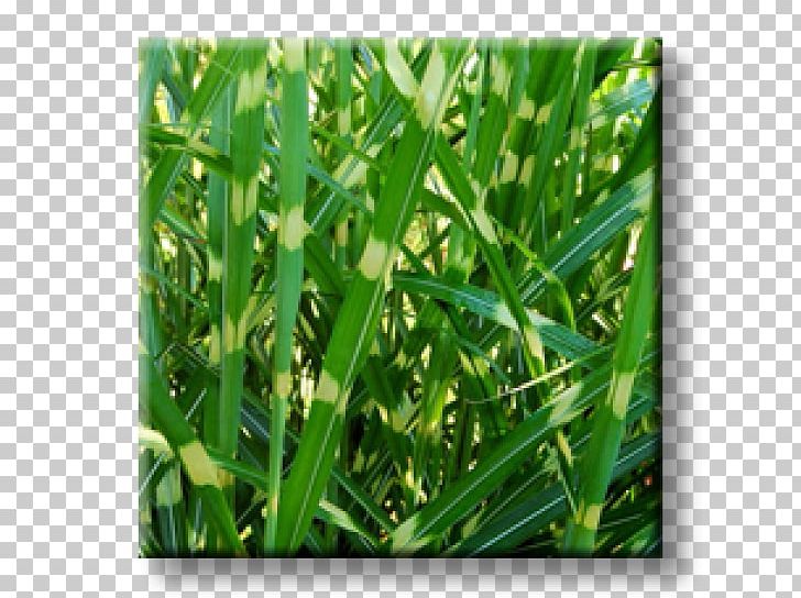 Sweet Grass Commodity Grasses PNG, Clipart, Commodity, Crop, Grass, Grasses, Grass Family Free PNG Download