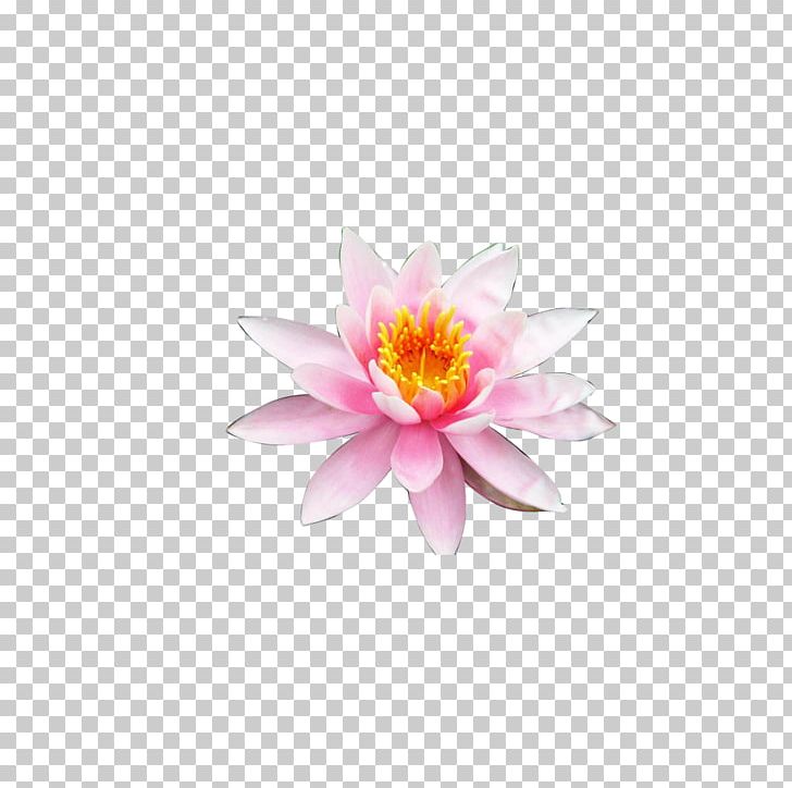 Nelumbo Nucifera Flower Petal PNG, Clipart, Albom, Aquatic Plant, Chinese, Chinese Style, Computer Wallpaper Free PNG Download