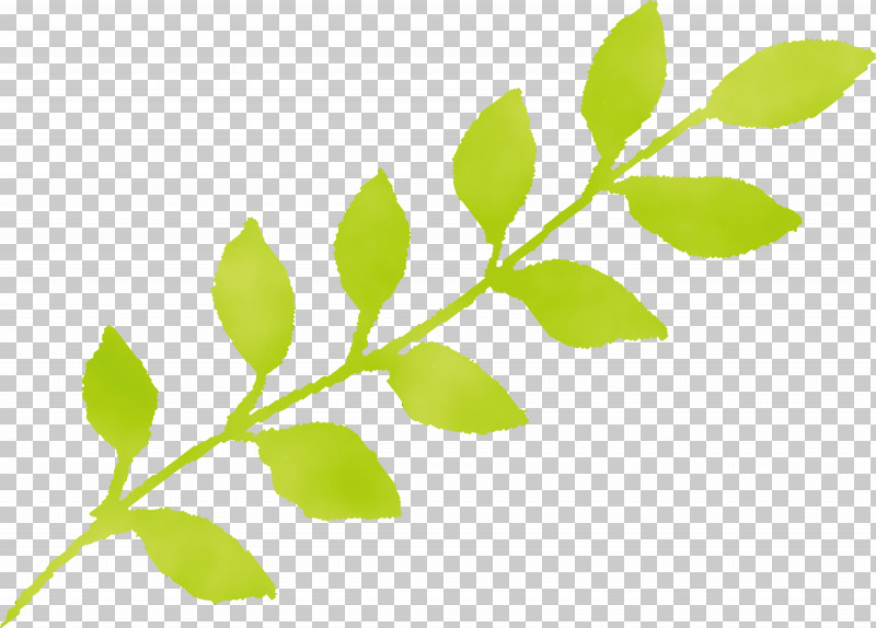 Leaf Plant Flower Green Tree PNG, Clipart, Branch, Flower, Green, Leaf, Paint Free PNG Download