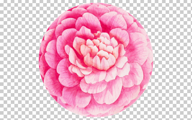 Pink Petal Plate Flower Plant PNG, Clipart, Camellia, Dishware, Flower, Petal, Pink Free PNG Download