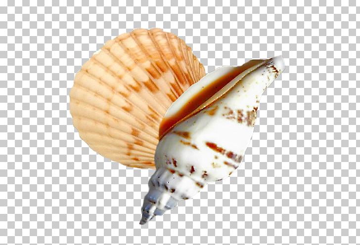 Cockle Seashell Conchology Sea Snail PNG, Clipart, Animals, Clam, Clams Oysters Mussels And Scallops, Cockle, Conch Free PNG Download