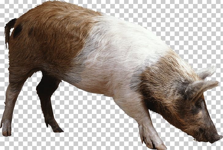 Domestic Pig PNG, Clipart, Akita, Animallover, Animals, Awesome, Catsofinstagram Free PNG Download