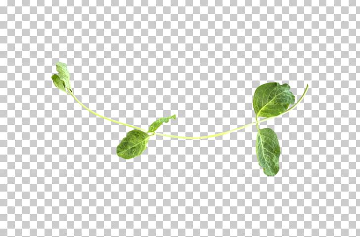 Leaf Plant Stem Branching PNG, Clipart, Branch, Branching, Green Leaf, Leaf, Organism Free PNG Download