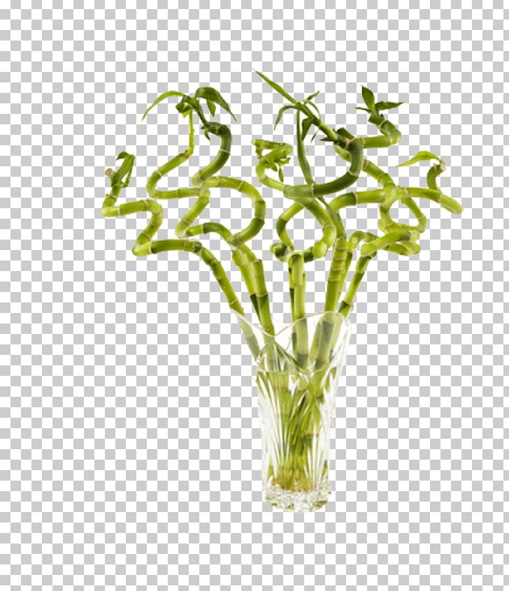 Lucky Bamboo Bamboo Shoot Featurepics Plant PNG, Clipart, Aquarium Decor, Bamboo, Bamboo Shoot, Branch, Commodity Free PNG Download