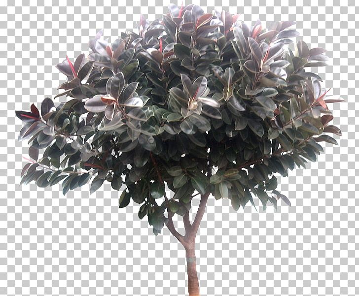 Tree Rubber Fig Ravenala Madagascariensis PNG, Clipart, Branch, Camphor Tree, Earleaf Acacia, Evergreen, Flower Free PNG Download