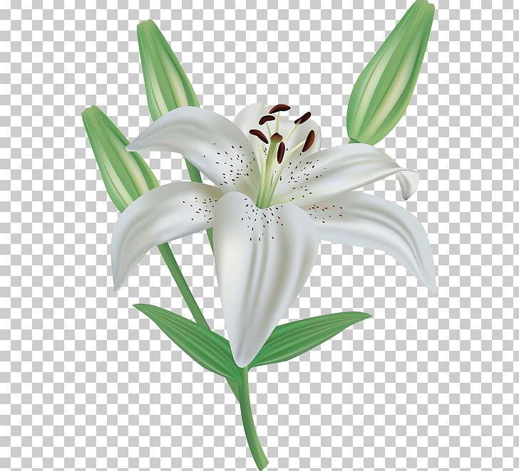 Easter Lily Madonna Lily PNG, Clipart, Computer Icons, Cut Flowers, Desktop Wallpaper, Easter Lily, Flower Free PNG Download