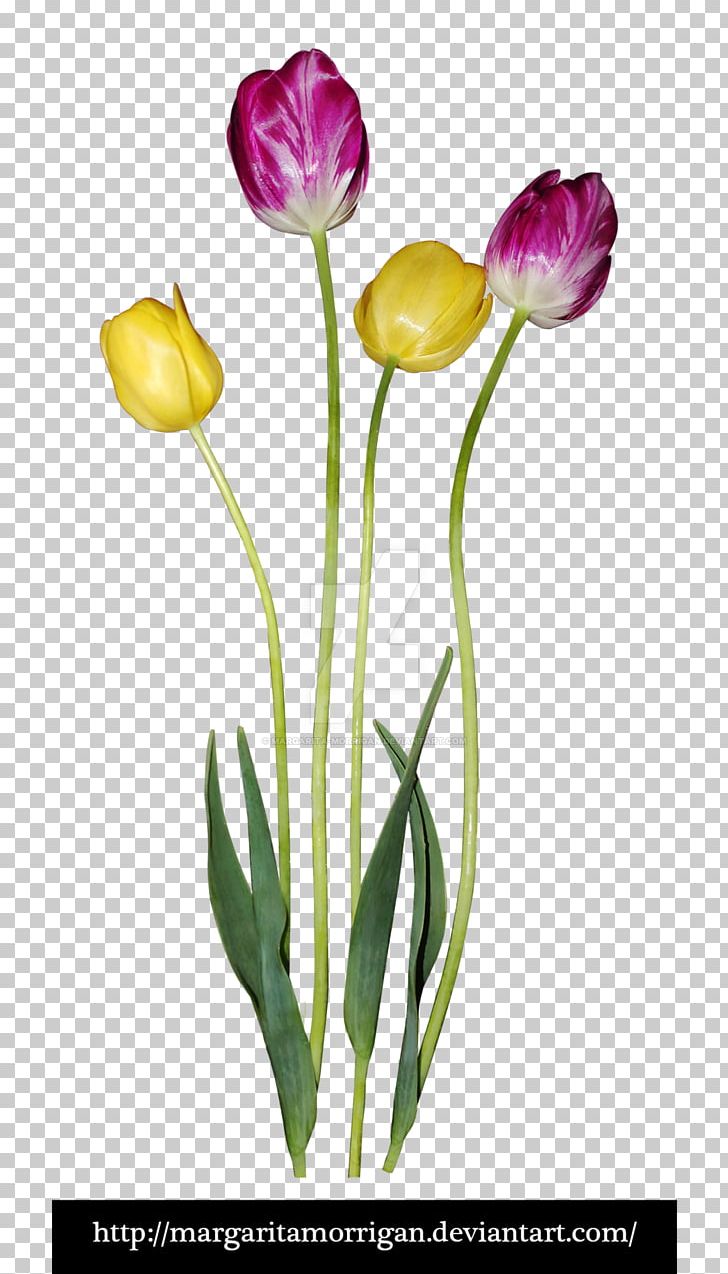 Tulip Flower Plant Stem Petal PNG, Clipart, Bud, Cut Flowers, Drawing, Flower, Flowering Plant Free PNG Download